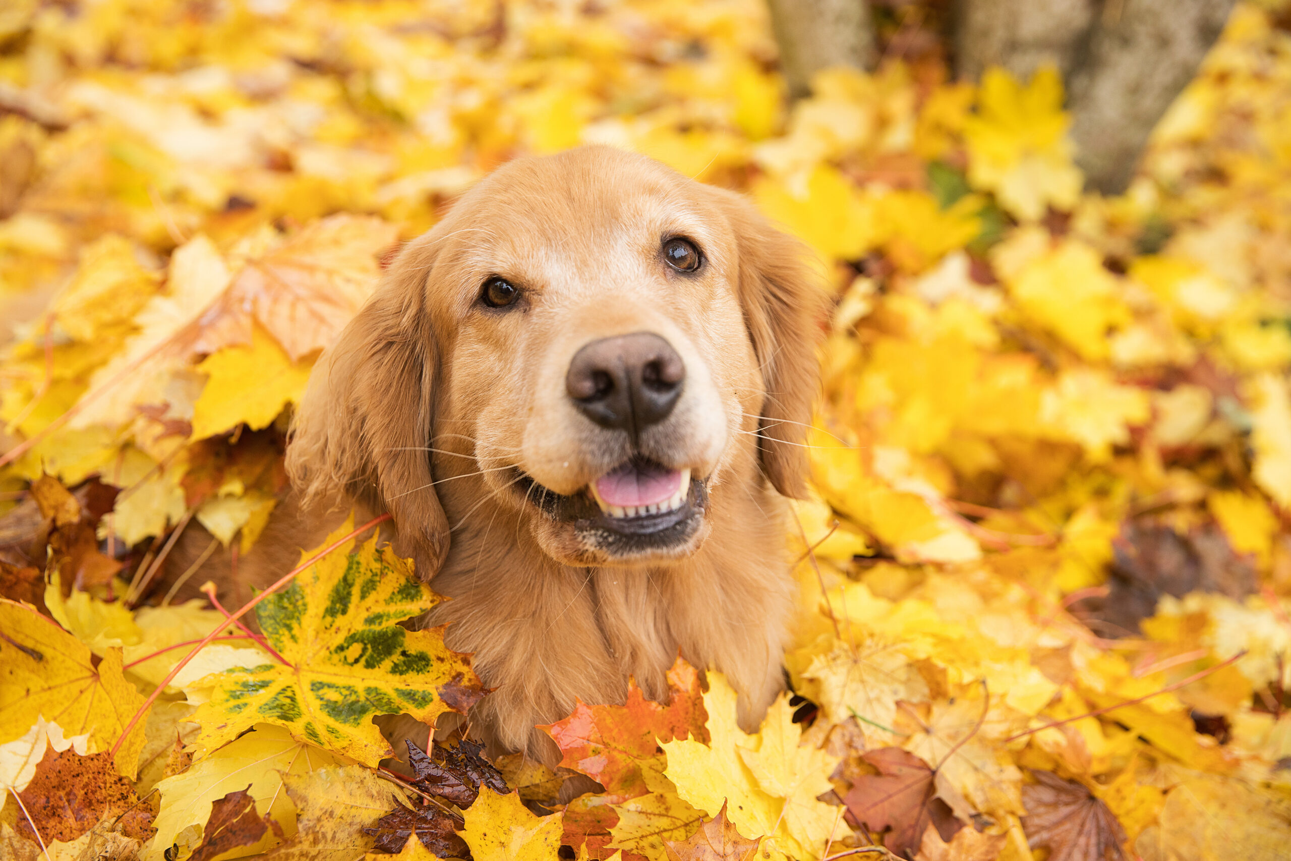 dog in leaf pile
