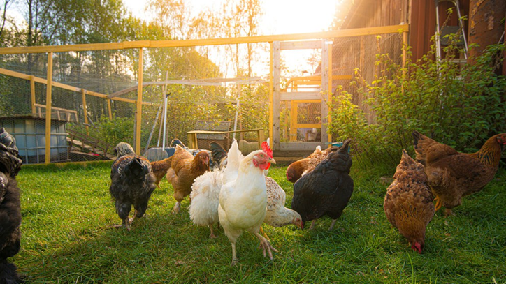 chickens in yard